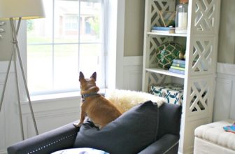 The Best Approach to Take away Pet Hair From a Sofa | Thrifty Decor Chick